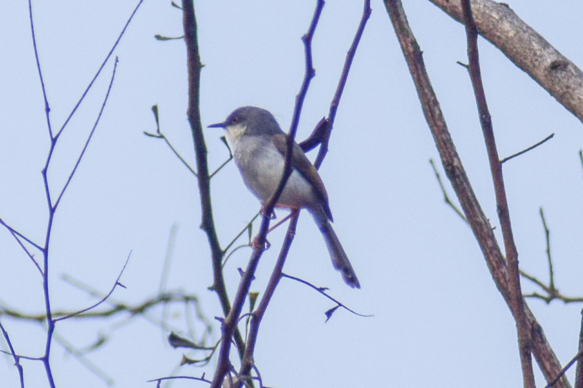 Gray-breasted Prinia - ML619477419