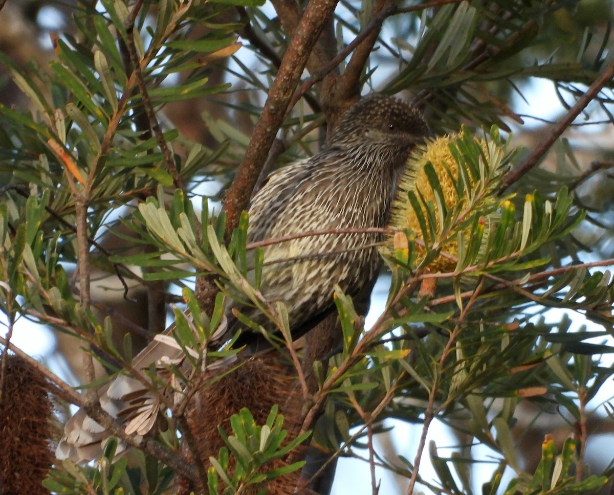 Little Wattlebird - Rodney van den Brink