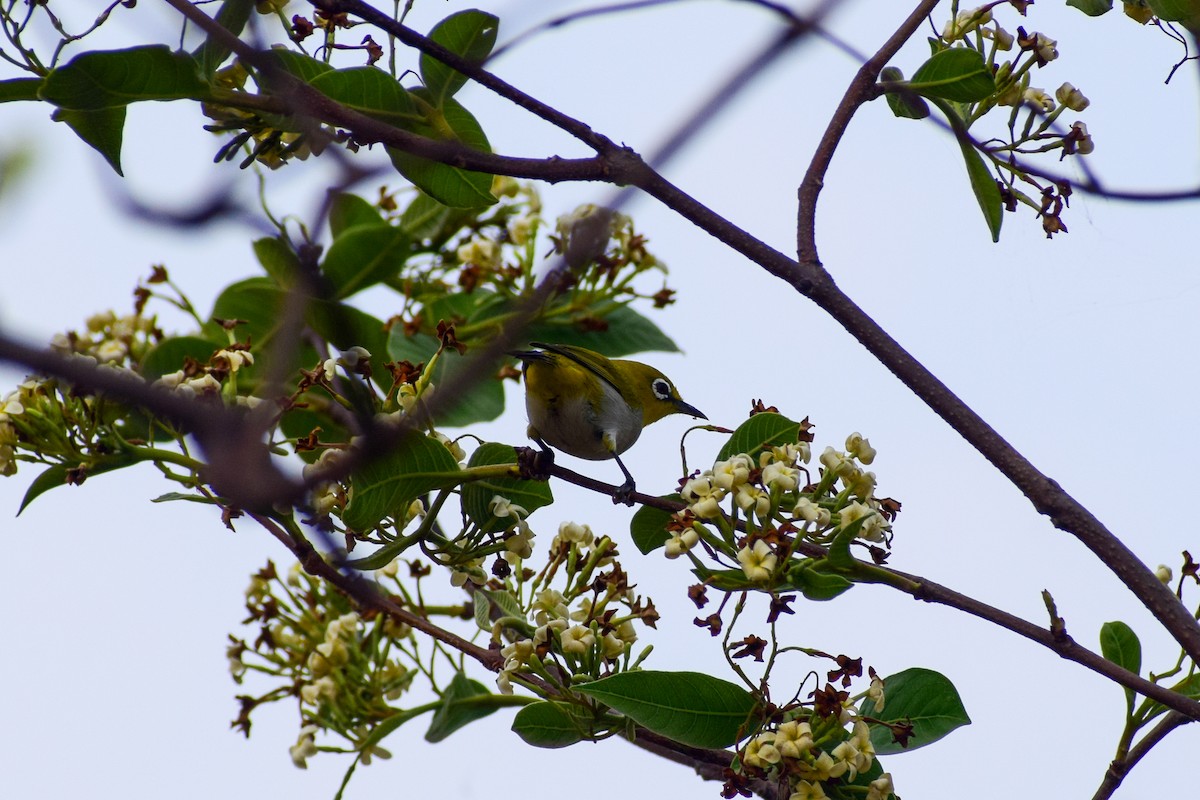 Indian White-eye - ML619477425