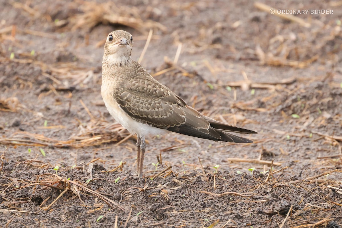 Oriental Pratincole - ordinary birder
