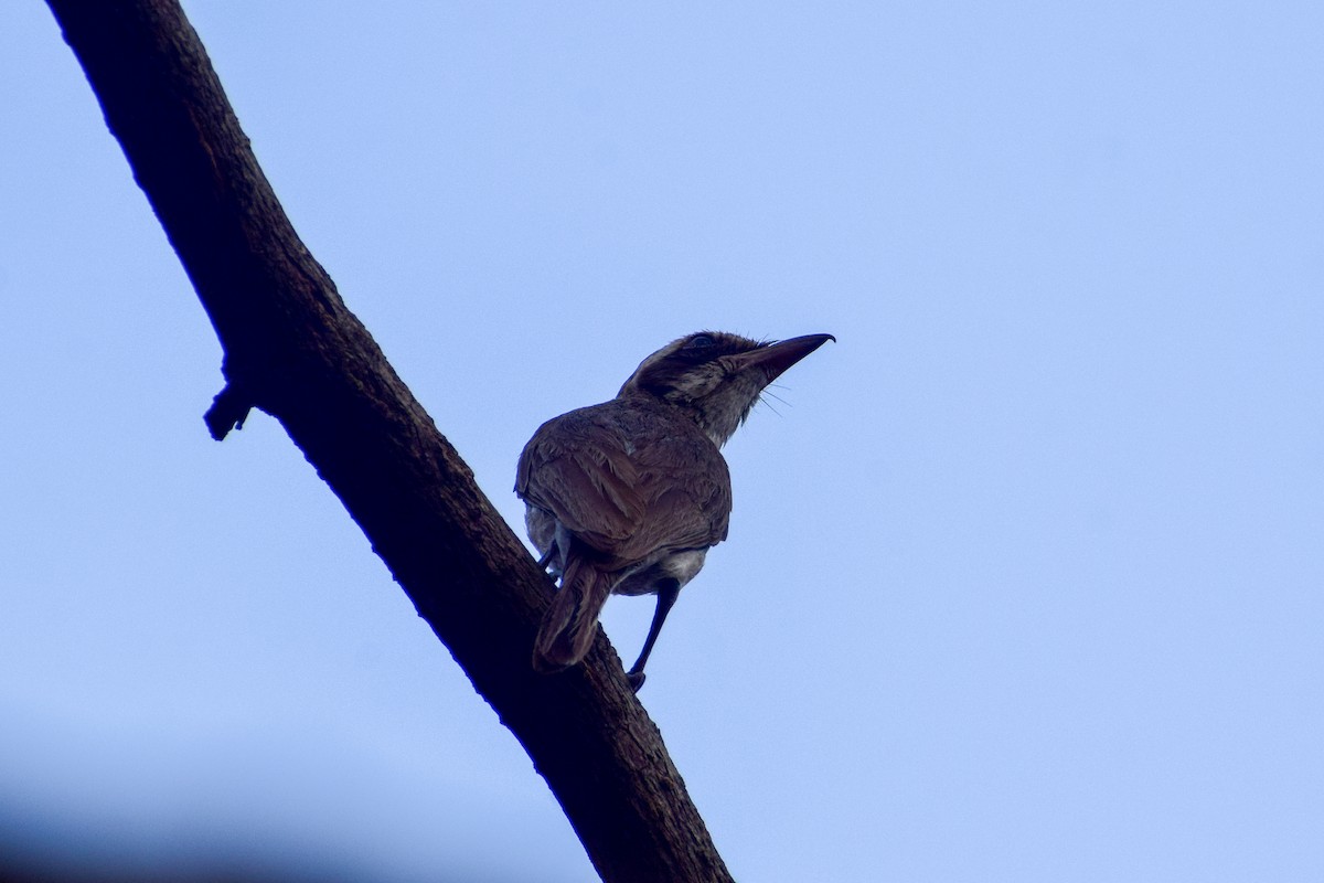 Common Woodshrike - Dr Sudhir  Jain