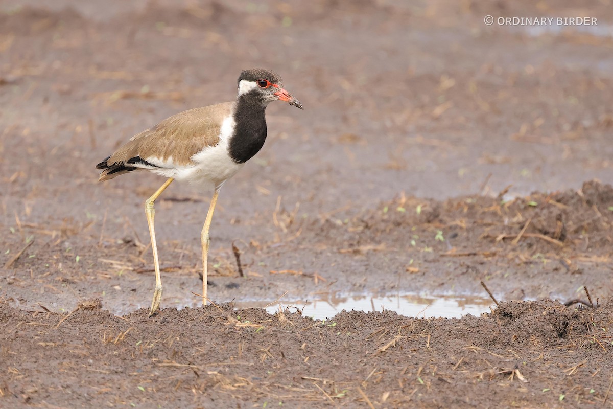 Red-wattled Lapwing - ordinary birder