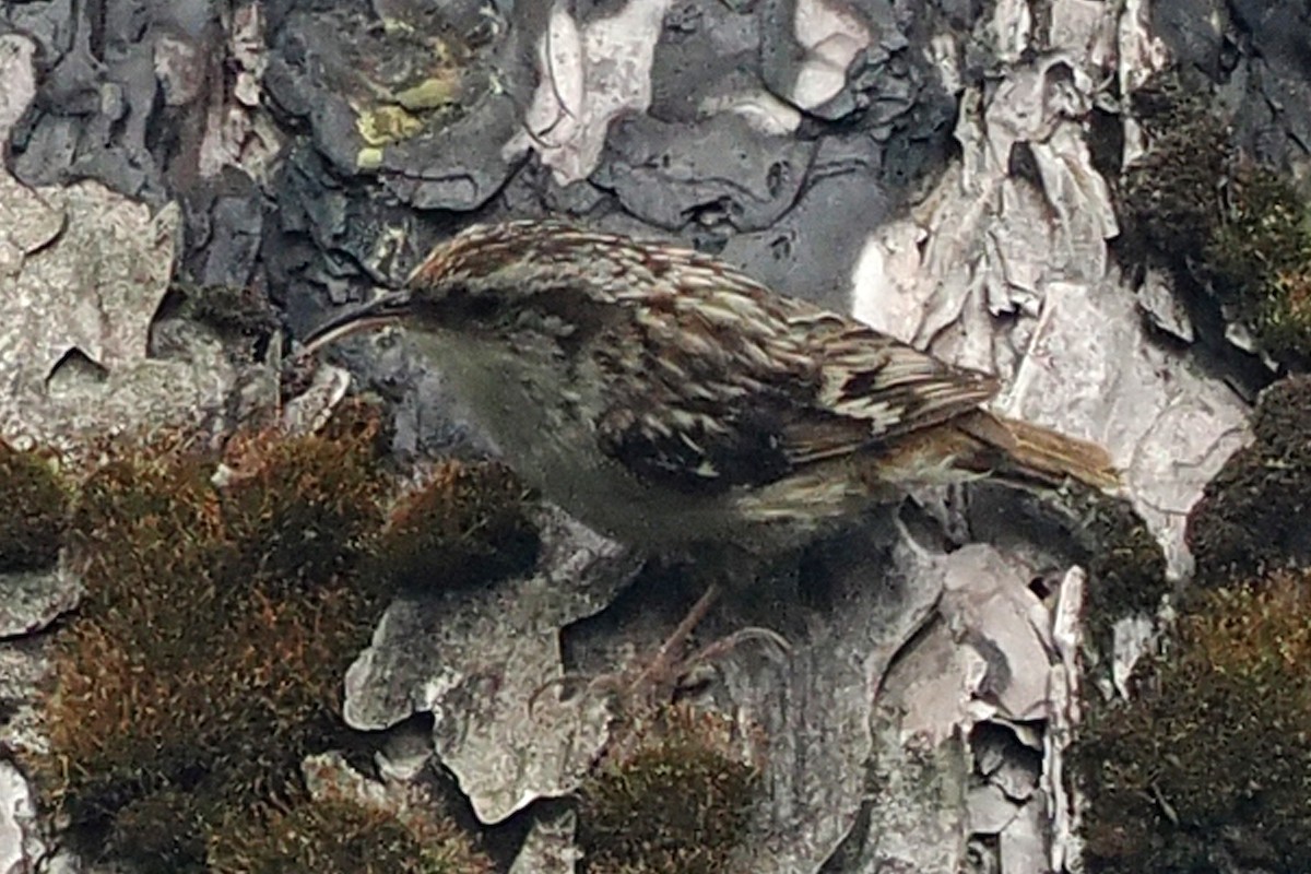 Short-toed Treecreeper - Donna Pomeroy