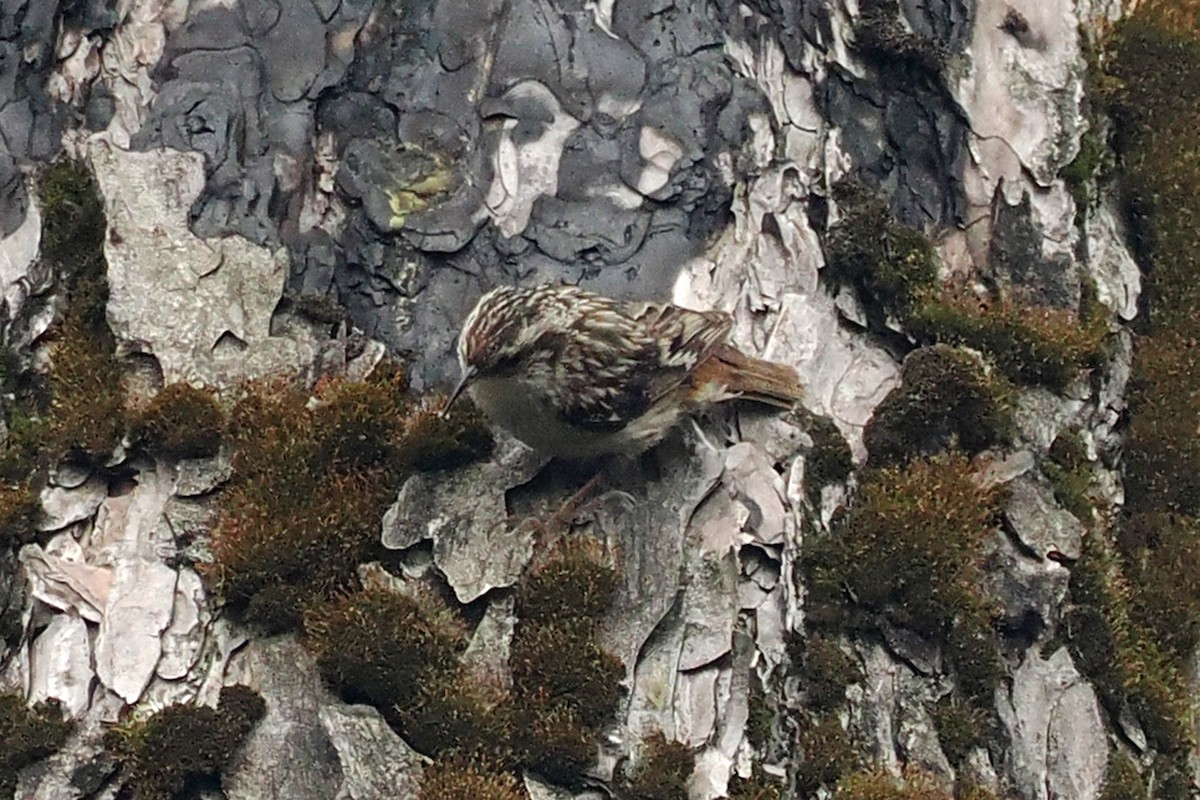 Short-toed Treecreeper - Donna Pomeroy