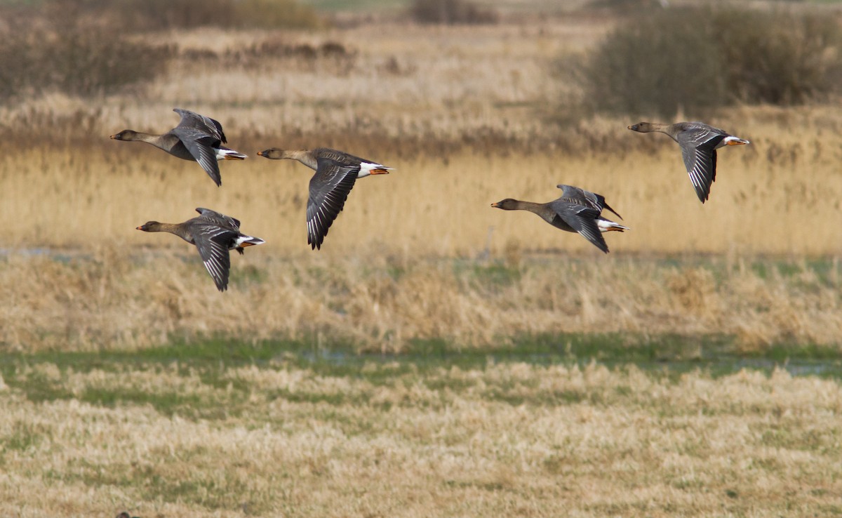 Tundra Bean-Goose - Anonymous