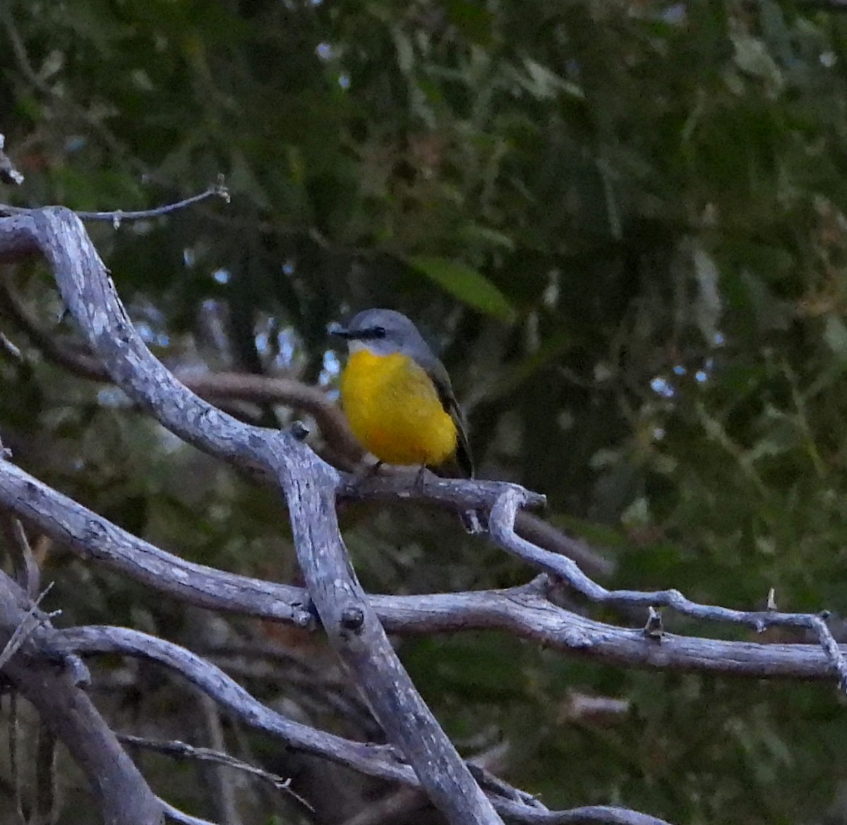 Eastern Yellow Robin - Rodney van den Brink