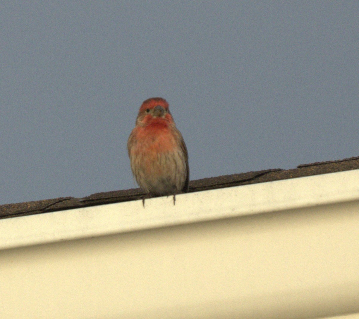 House Finch - Magnus Grylle