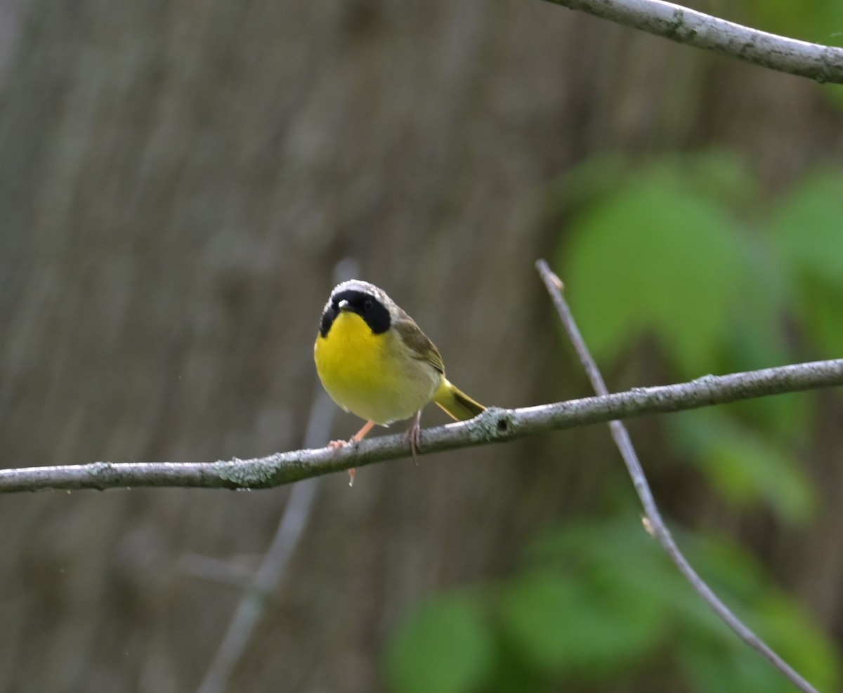 Common Yellowthroat - Nicolle and H-Boon Lee