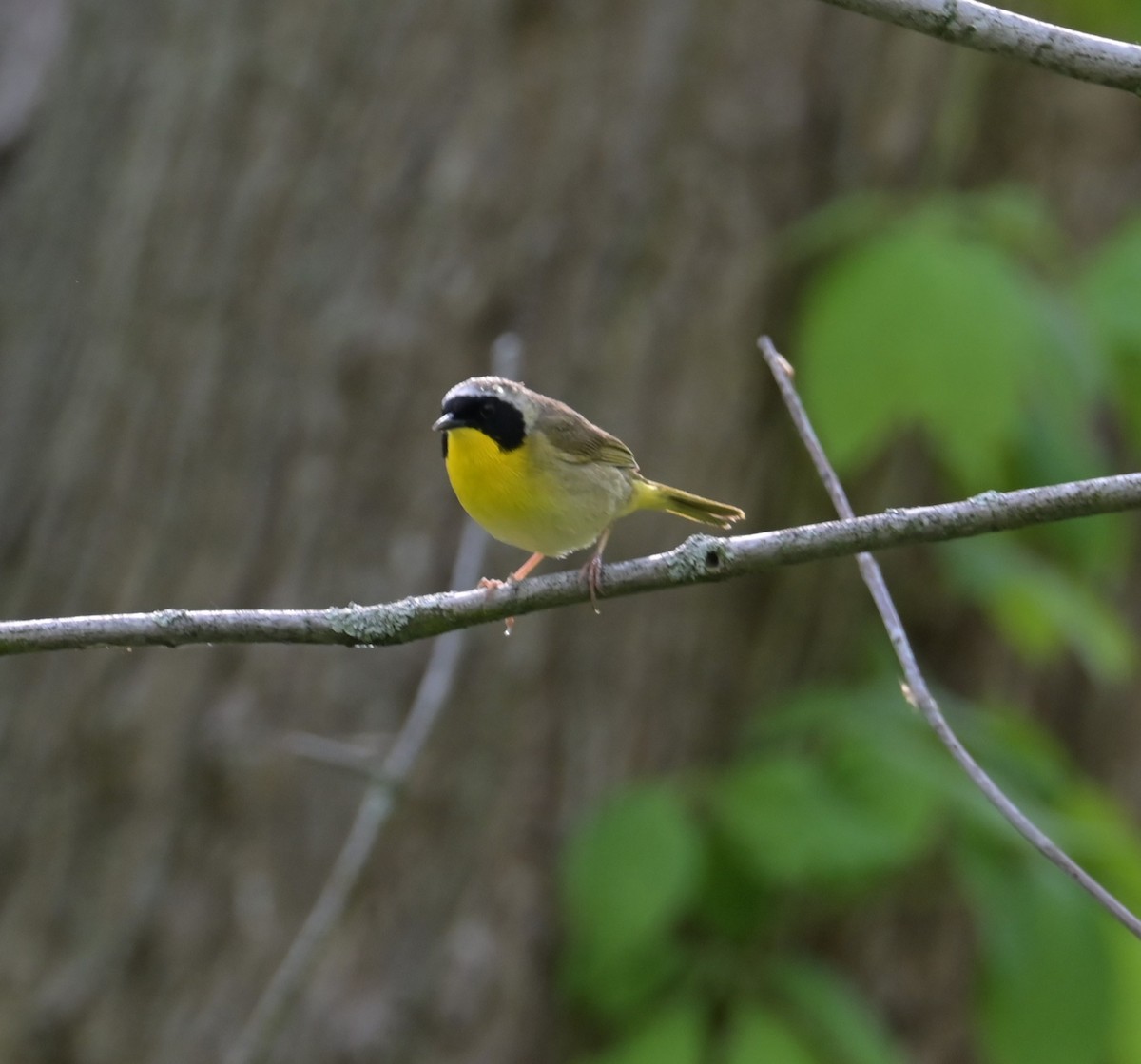 Common Yellowthroat - Nicolle and H-Boon Lee