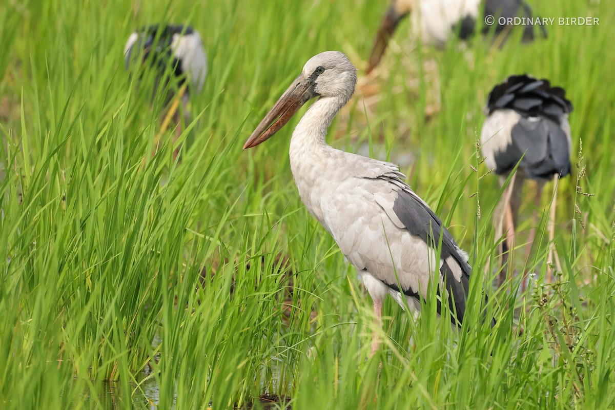 Asian Openbill - ordinary birder