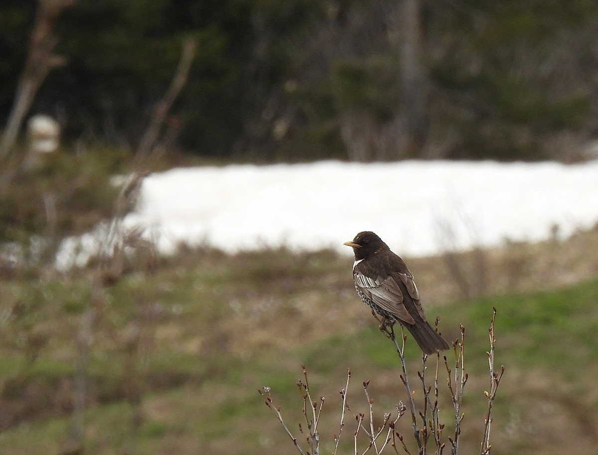 Ring Ouzel - pierre geoffray