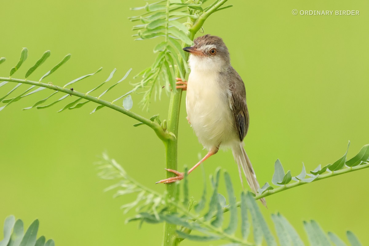 Prinia Sencilla - ML619477474