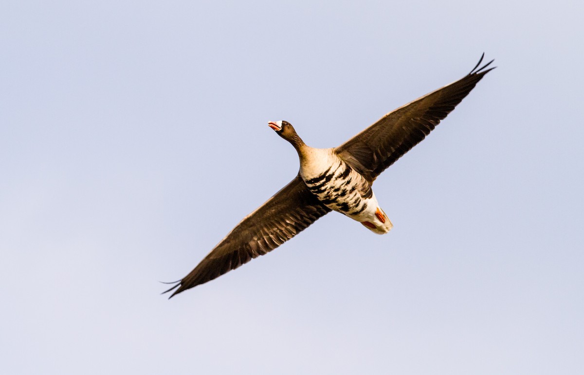 Greater White-fronted Goose - Anonymous