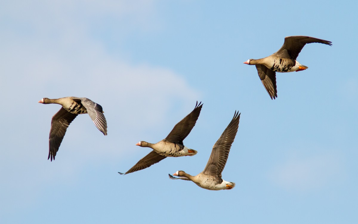 Greater White-fronted Goose - Anonymous