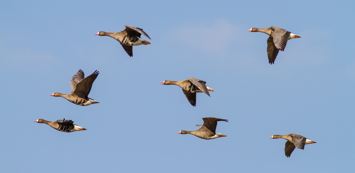 Greater White-fronted Goose - Anonymous