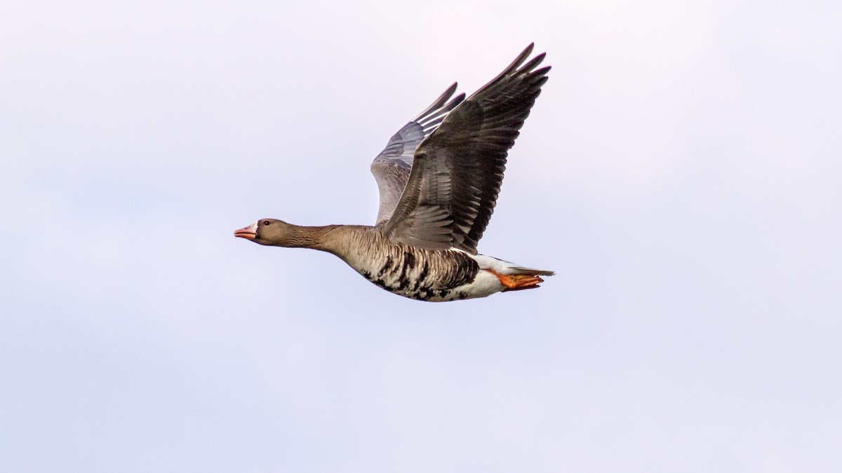 Greater White-fronted Goose - Anonymous