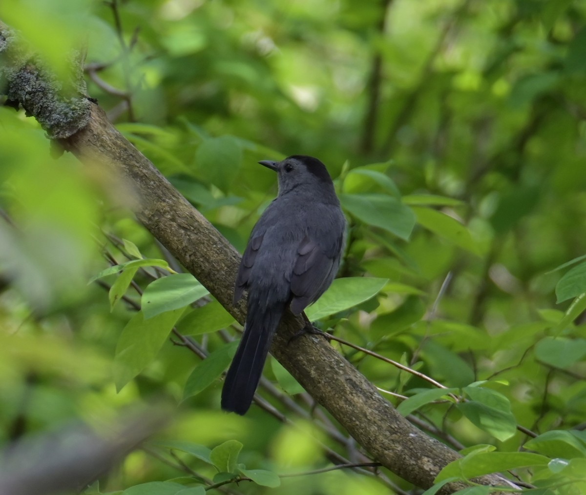 Gray Catbird - Nicolle and H-Boon Lee