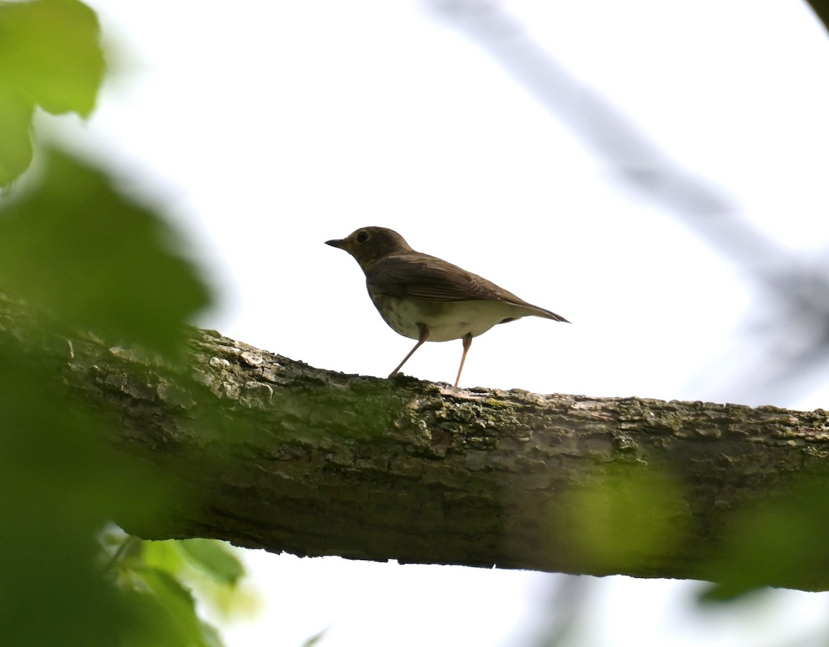 Wood Thrush - Nicolle and H-Boon Lee