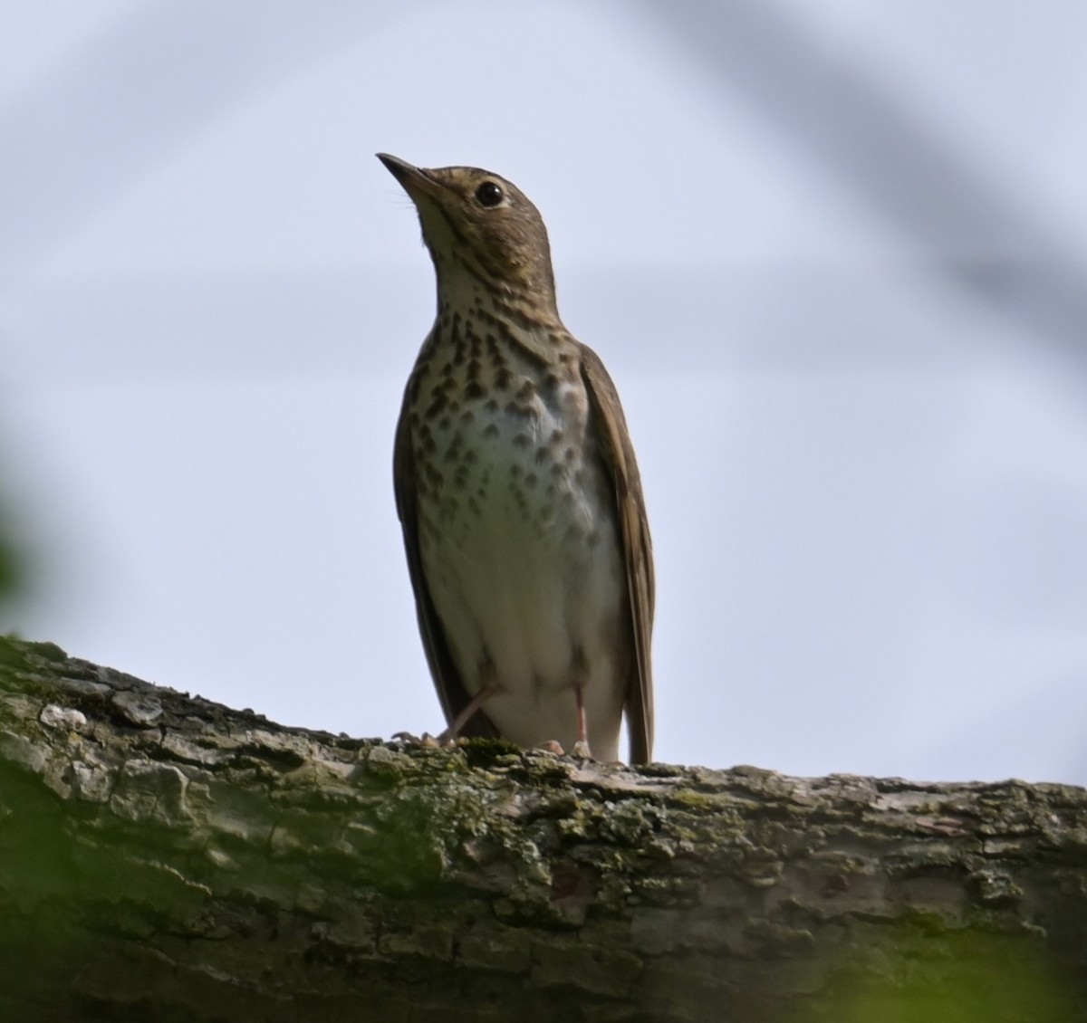 Wood Thrush - Nicolle and H-Boon Lee