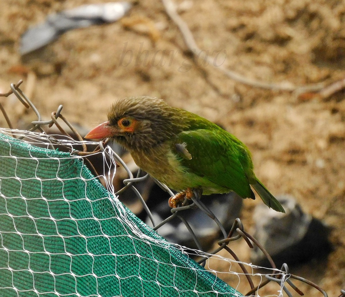 Brown-headed Barbet - Bhargav P