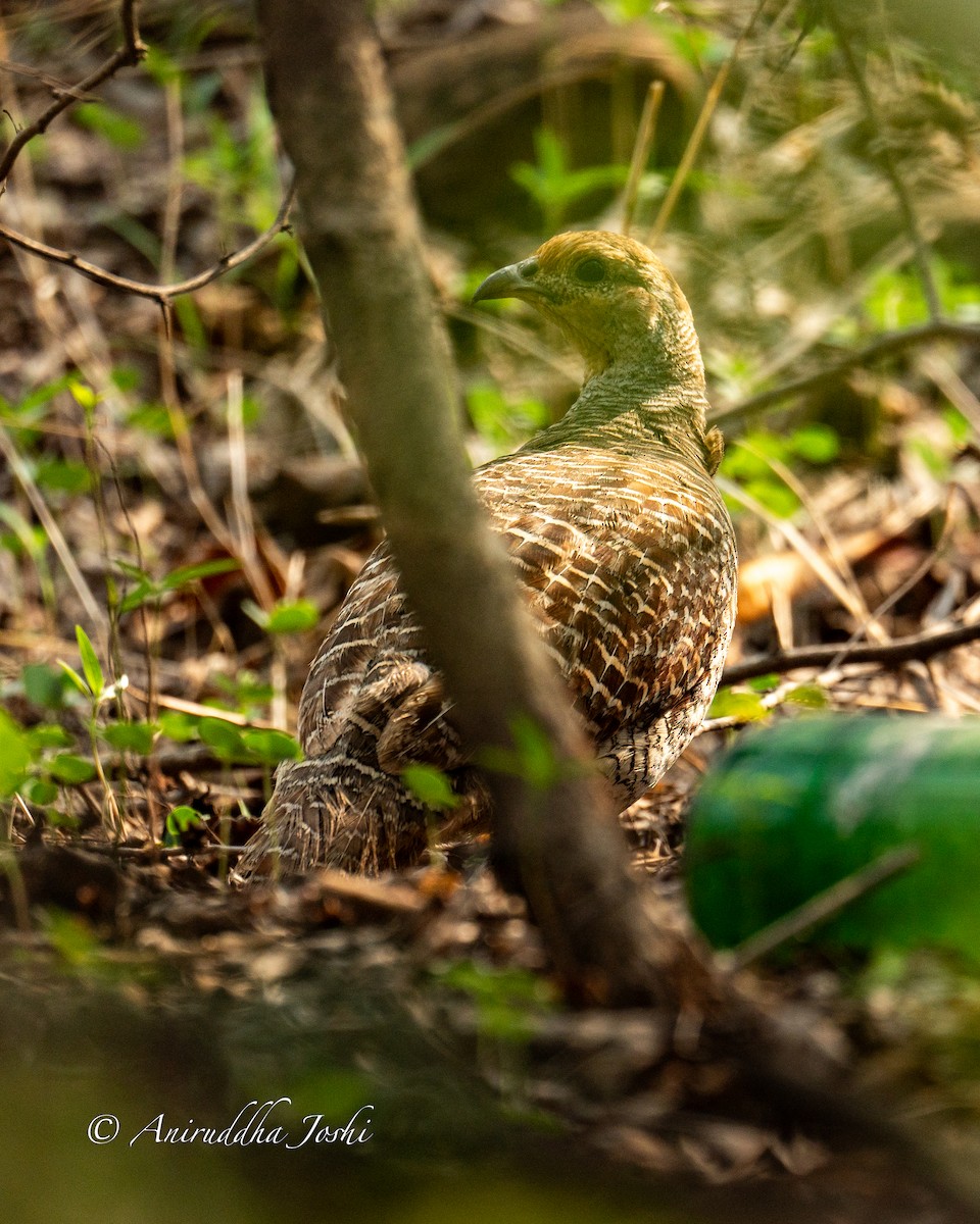 Gray Francolin - Aniruddha Joshi