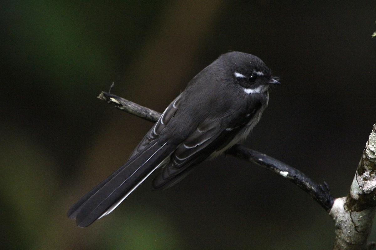 Gray Fantail - Anna Siegel