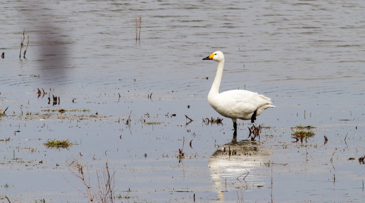 Tundra Swan - Anonymous