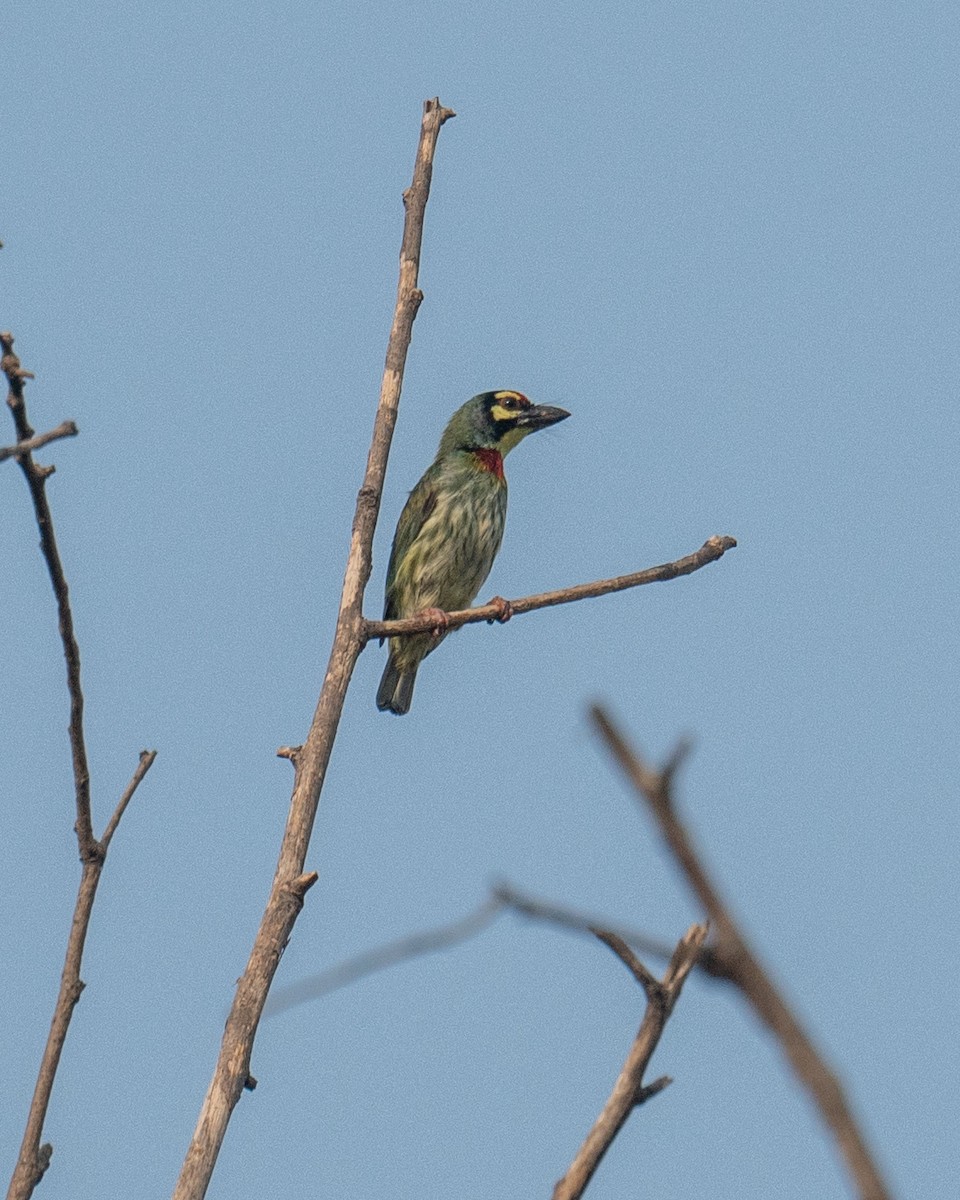 Coppersmith Barbet - Aniruddha Joshi