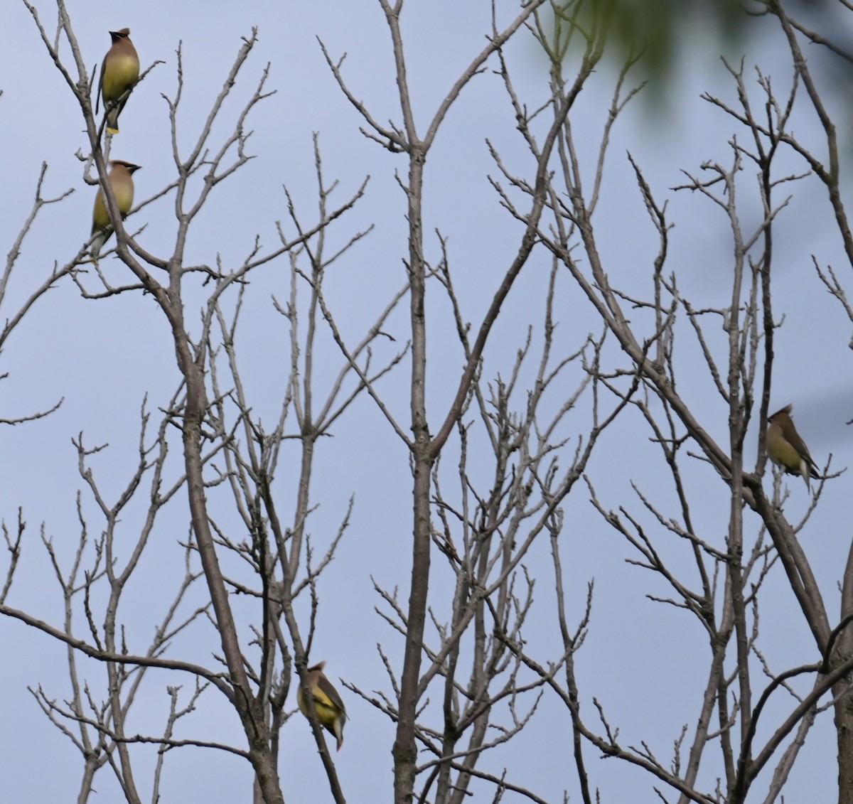 Cedar Waxwing - Nicolle and H-Boon Lee