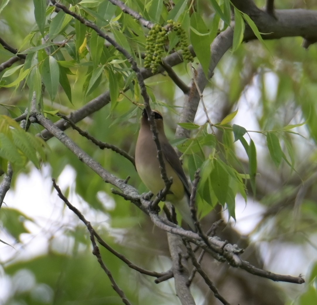 Cedar Waxwing - Nicolle and H-Boon Lee