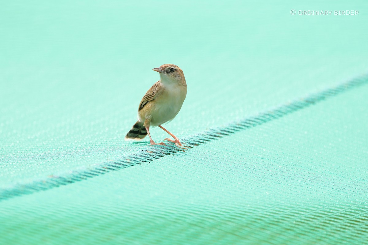 Zitting Cisticola - ordinary birder