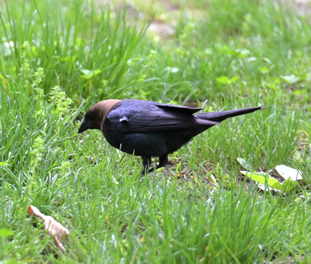 Brown-headed Cowbird - Nicolle and H-Boon Lee
