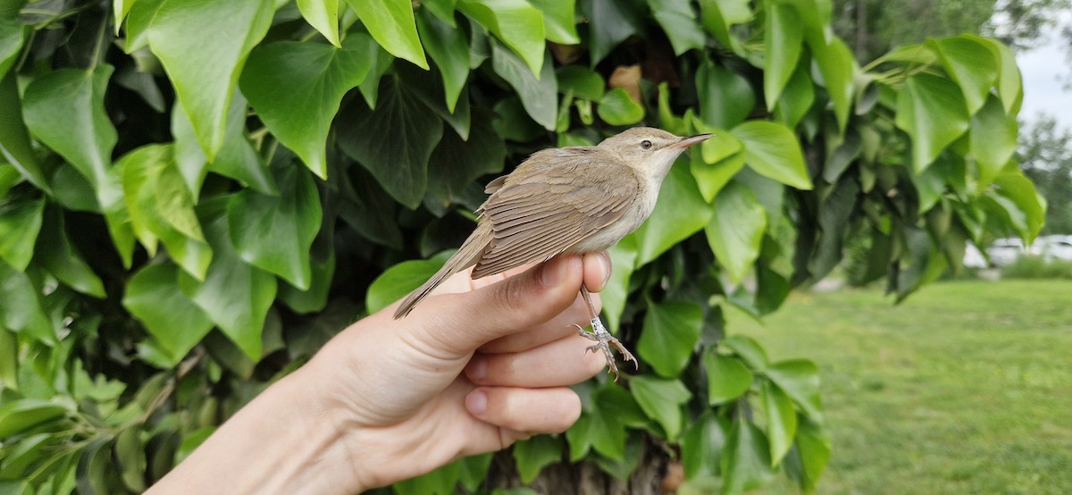 Blyth's Reed Warbler - ML619477534