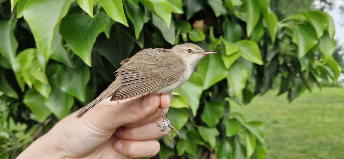 Blyth's Reed Warbler - ML619477535