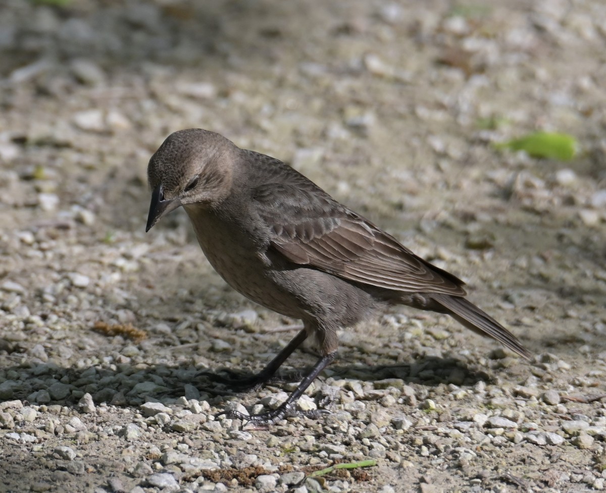 Brown-headed Cowbird - Nicolle and H-Boon Lee