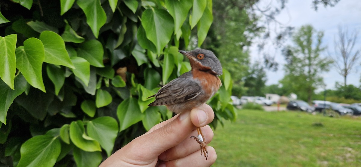 Eastern Subalpine Warbler - Florin Chirila