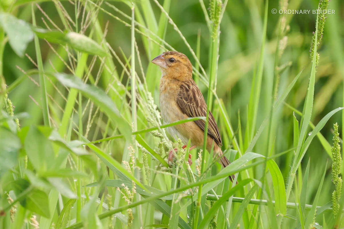 Asian Golden Weaver - ordinary birder