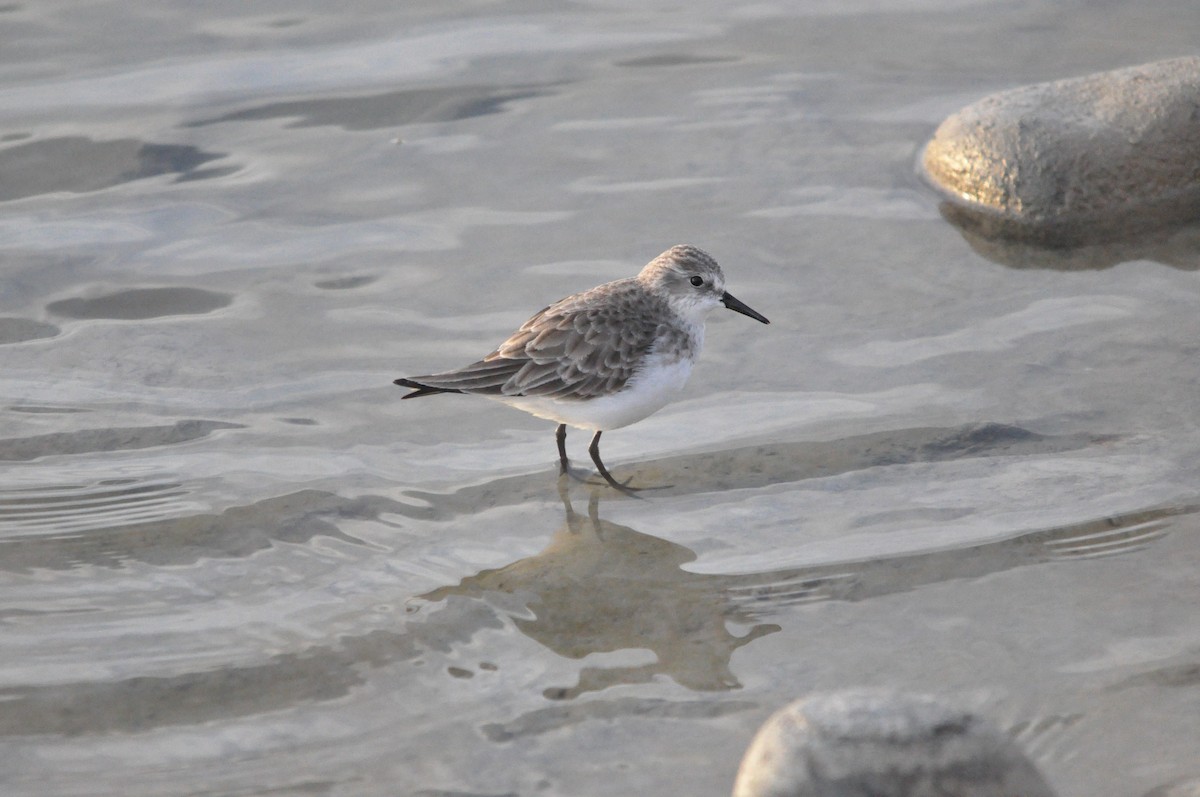 Little Stint - Samuel Hilaire