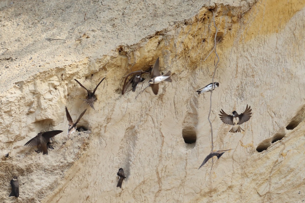 Bank Swallow - Tetiana Lavynska