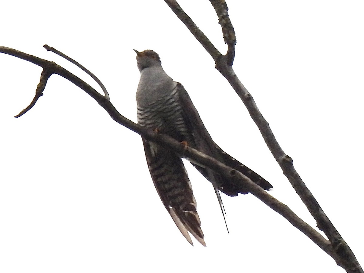 Common Cuckoo - pierre geoffray