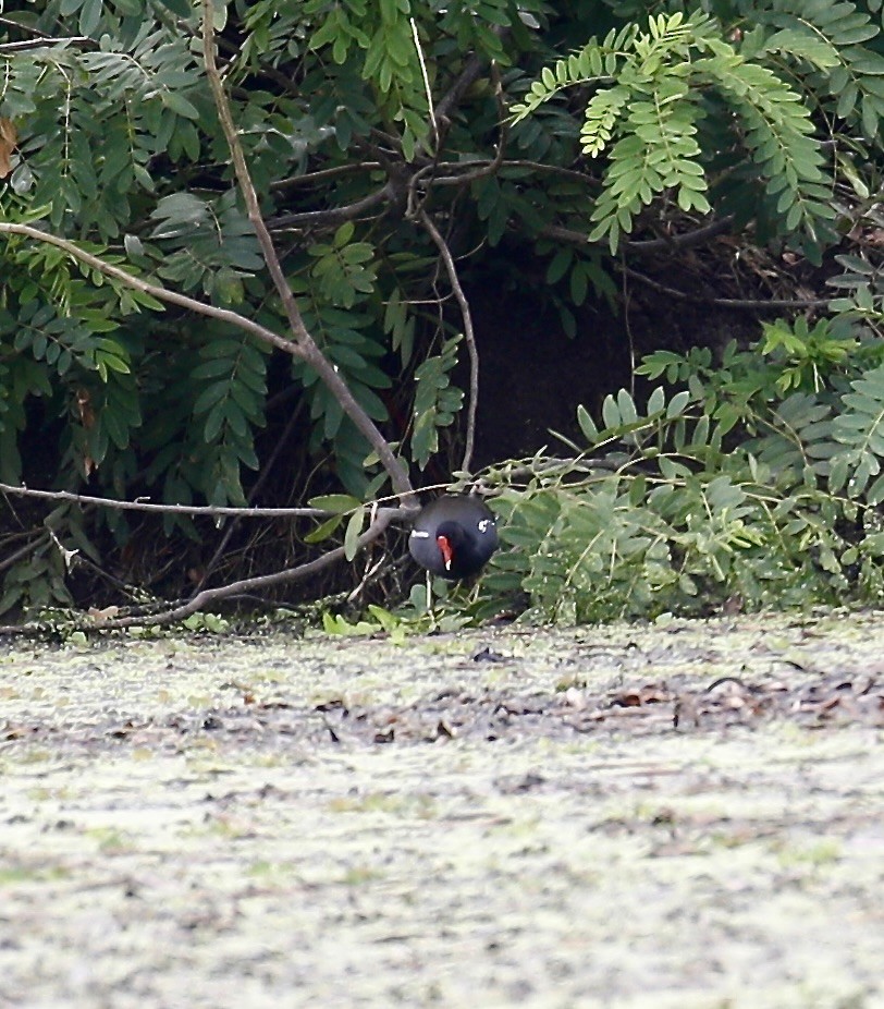 Eurasian Moorhen - Mark  Hogarth