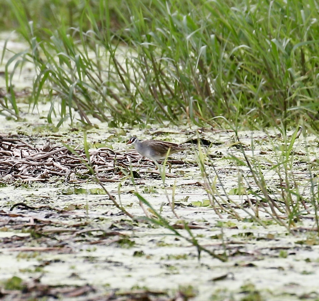 White-browed Crake - Mark  Hogarth