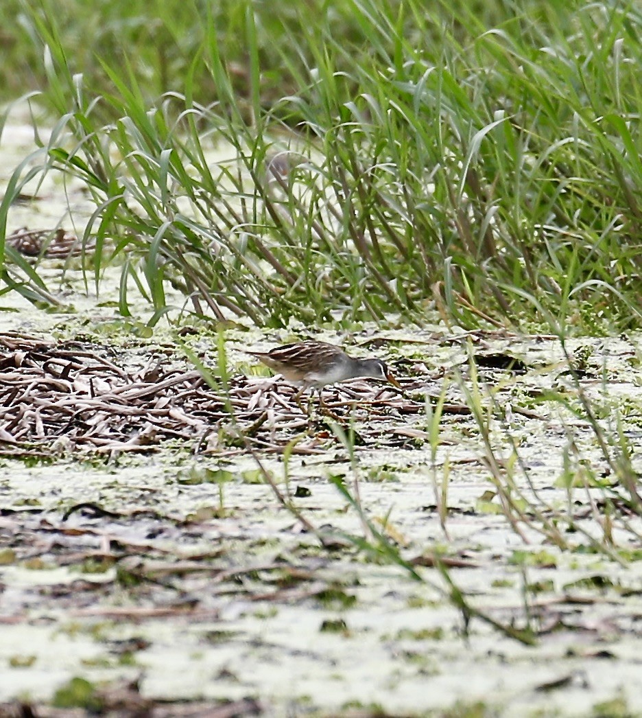 White-browed Crake - ML619477571