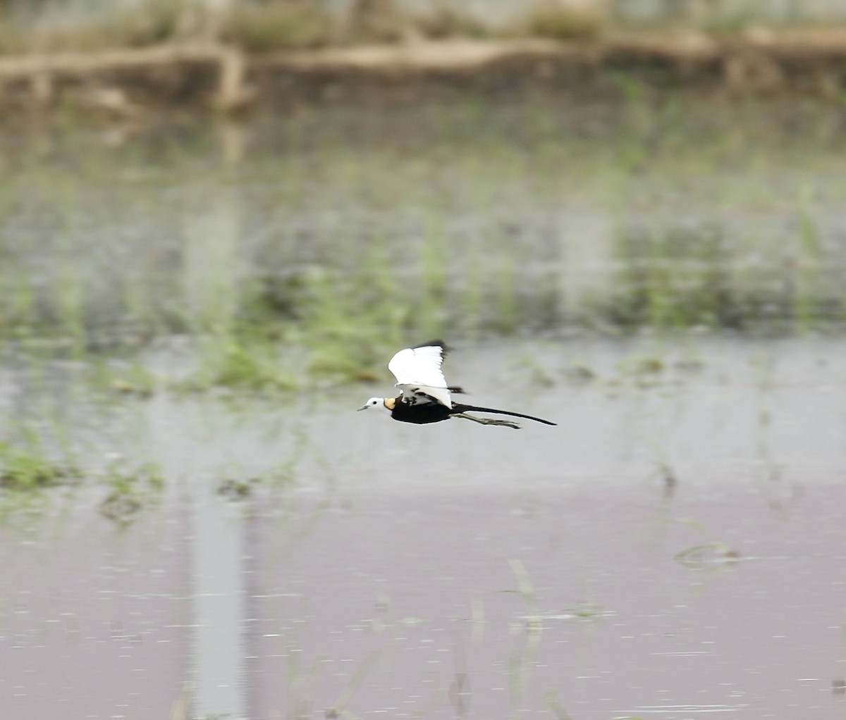 Pheasant-tailed Jacana - Mark  Hogarth