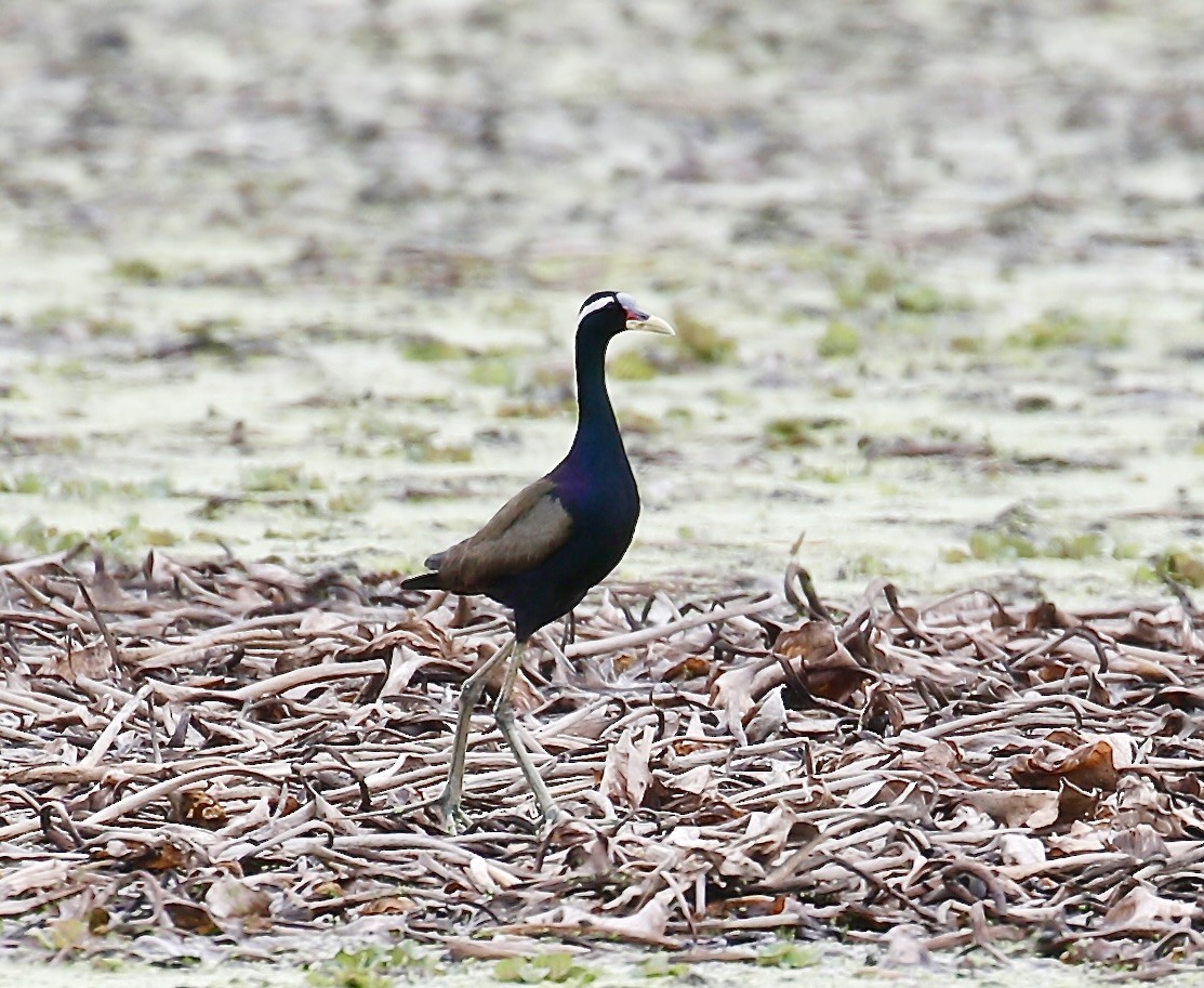 Bronze-winged Jacana - Mark  Hogarth