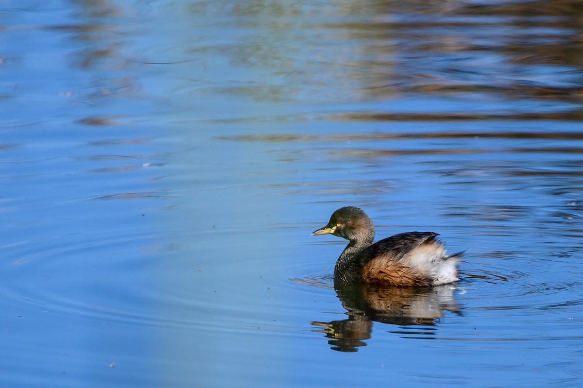 Australasian Grebe - Tod Spencer