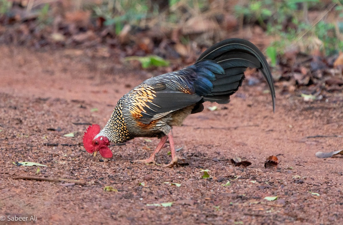 Gray Junglefowl - sabeer ali