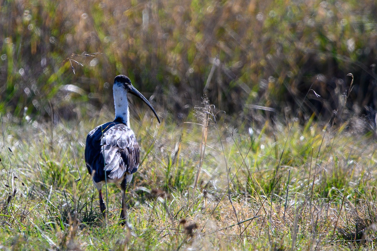 Straw-necked Ibis - Tod Spencer