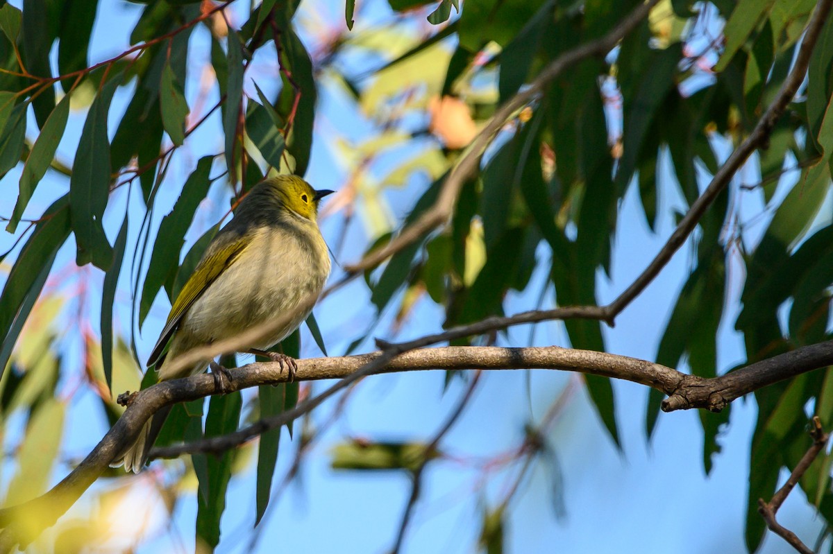 White-plumed Honeyeater - Tod Spencer