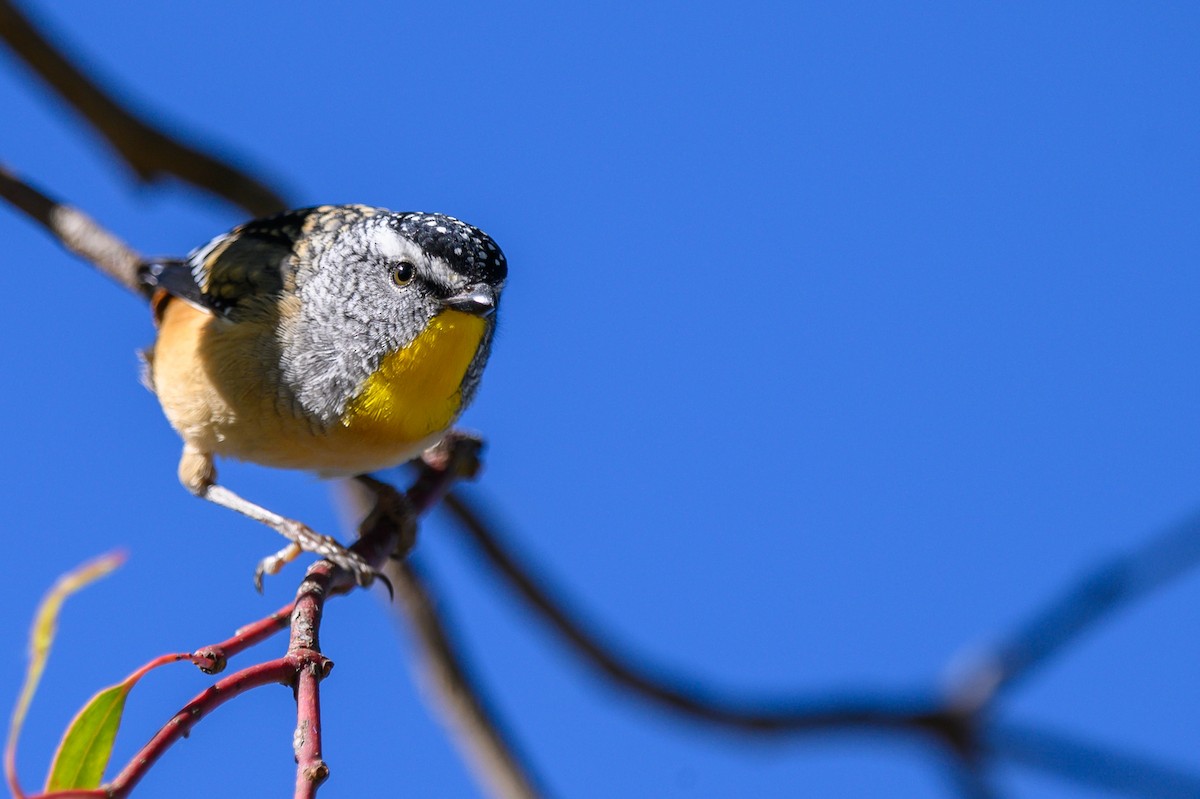 Spotted Pardalote - Tod Spencer